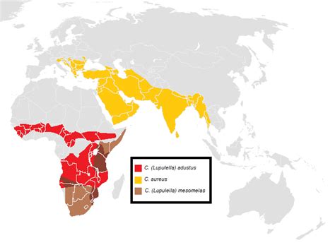 American jackal maps .